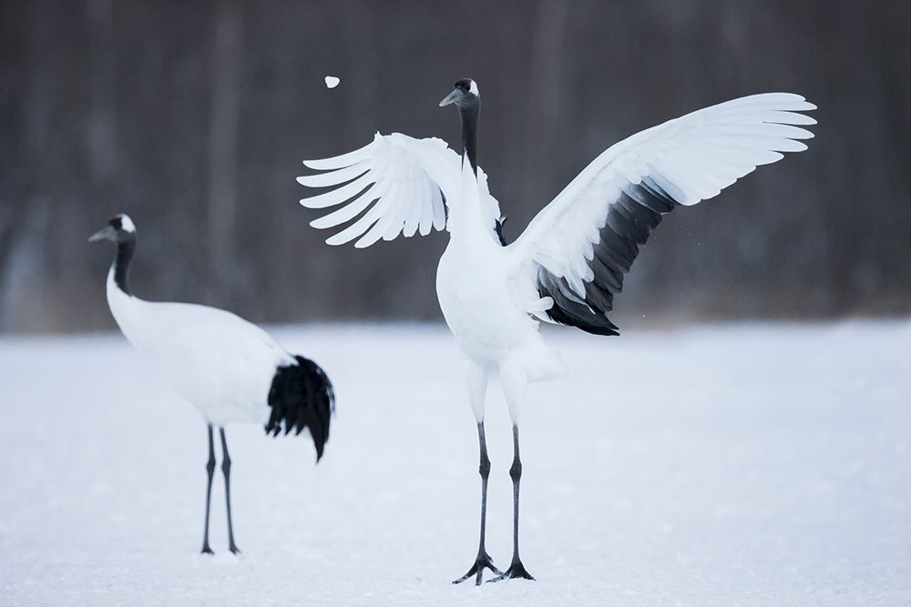 A red-crowned crane throws a chunk of snow in the air as part of its courtship dance